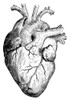 Human Heart. /Nline Engraving, 19Th Century. Poster Print by Granger Collection - Item # VARGRC0000556