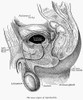 Male Reproductive Organs. /Nline Drawing, Late 19Th Century. Poster Print by Granger Collection - Item # VARGRC0036638