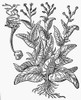 Botany: Tobacco, 1576. /Nnicotiana Tabacum. The Oldest Printed Picture Of A Cigar. Woodcut From Mathia Loebel'S 'Stirpium,' Antwerp, Belgium, 1576. Poster Print by Granger Collection - Item # VARGRC0048939