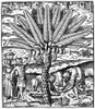 Date Palm, 1575. /Nwoodcut From Andr_ Tevet'S 'La Cosmographie Universelle,' Paris, 1575. Poster Print by Granger Collection - Item # VARGRC0114735