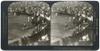 Spain: Bullfight, C1908. /N'Awful Onslaught Of Bull On Horse While Picador Plants Lance In Bull'S Shoulder, Bull Fight, Seville, Spain.' Stereograph, C1908. Poster Print by Granger Collection - Item # VARGRC0323579