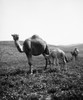 Camel And Young. /Na Camel Suckling Her Young. Photograph, Early 20Th Century. Poster Print by Granger Collection - Item # VARGRC0113197