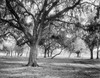 Dueling Grounds, C1900. /Nold Dueling Grounds In New Orleans, Louisiana. Photograph, C1900. Poster Print by Granger Collection - Item # VARGRC0130947