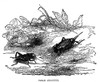 Crickets. /Nfield Crickets. Wood Engraving, Late 19Th Century. Poster Print by Granger Collection - Item # VARGRC0082441