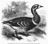 Red-Breasted Goose, 1858. /Nwood Engraving, English, 1858. Poster Print by Granger Collection - Item # VARGRC0093090