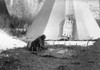 Crow: Hide Scraping, C1908. /Na Crow Native American Woman Scraping An Animal Hide Outside A Tepee. Photograph By Edward Curtis, C1908. Poster Print by Granger Collection - Item # VARGRC0113872