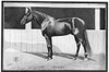 Racehorse, 1902. /Ntodd. American Racehorse. Illustration, 1902. Poster Print by Granger Collection - Item # VARGRC0370218