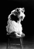 Asta. /Namerican Canine Actor. Publicity Still, 1930S. Poster Print by Granger Collection - Item # VARGRC0082361