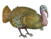 Turkey, 1560. /Nwild Turkey (Meleagris Gallopavo). Woodcut From A 1560 Edition Of Konrad Von Gesner'S 'Icones Avium Omnium.' Poster Print by Granger Collection - Item # VARGRC0039767