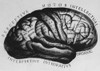 Historical Drawing of Brain Poster Print by Science Source - Item # VARSCIGA3391