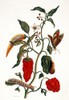 Pepper Plant /N(Capsicum Annuum): Engraving After A Drawing, 1726, By Maria Sibylla Merian. Poster Print by Granger Collection - Item # VARGRC0057987