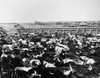 Cattle, C1895. /Ncattle Awaiting Shipment In A Stockyard. Photograph, C1895. Poster Print by Granger Collection - Item # VARGRC0259450