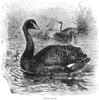 Australian Black Swans. /Nwood Engraving, 19Th Century. Poster Print by Granger Collection - Item # VARGRC0082399