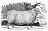 Sheep, 1788. /Nthe Leicestershire Improved Breed. Wood Engraving, 1788, By Thomas Bewick. Poster Print by Granger Collection - Item # VARGRC0079652