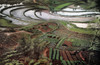 China: Yangtze Valley. /Nfields Under Cultivation In The Yangtze River Valley In China. Photographed C1960. Poster Print by Granger Collection - Item # VARGRC0120338