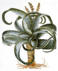 Aloe Barbadensis, 1613. /Naloe Barbadensis. Engraving From Basilius Besler'S 'Hortus Eystettensis,' 1613. Poster Print by Granger Collection - Item # VARGRC0370772