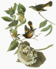 Audubon: Redstart. /Namerican Redstart (Setophaga Ruticilla). Engraving After John James Audubon For His 'Birds Of America,' 1827-38. Poster Print by Granger Collection - Item # VARGRC0351677