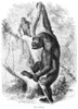 Gorilla. /Nline Engraving, English, 19Th Century. Poster Print by Granger Collection - Item # VARGRC0082045