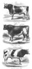 Breeds Of Bulls. /Njersey Bull; Short-Horn Bull; Imported Dutch Bull. Wood Engraving, American, Mid-19Th Century. Poster Print by Granger Collection - Item # VARGRC0092921