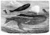 Humpback Whales. /Nline Engraving, 19Th Century. Poster Print by Granger Collection - Item # VARGRC0018339