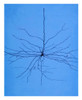 Pyramidal Cell in Cerebral Cortex, Cajal Poster Print by Science Source - Item # VARSCIJB6372