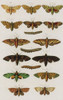 Insects, Seba's Thesaurus, 1734 Poster Print by Science Source