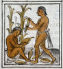 Mexico: Aztec Farmers. /Naztec Farmers Harvesting And Shucking Corn. Drawing From The Codex Florentino, Compiled By Bernardo De Sahagun, C1540. Poster Print by Granger Collection - Item # VARGRC0167679