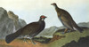 Audubon: Grouse. /Ndusky, Or Blue, Grouse (Dendragapus Obscurus). Engraving After John James Audubon For His 'Birds Of America,' 1827-38. Poster Print by Granger Collection - Item # VARGRC0326217