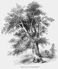Botany: The Plane Tree. /Nplatanus Orientalis. Wood Engraving, 19Th Century. Poster Print by Granger Collection - Item # VARGRC0057698