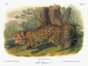 Audubon: Jaguar. /Njaguar (Panthera Onca). Lithograph, C1854, After A Painting By John Woodhouse Audubon For John James Audubon'S 'Viviparous Quadrupeds Of North America.' Poster Print by Granger Collection - Item # VARGRC0353066