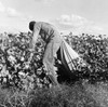 Cotton Picker, 1938. /Nan African American Migrant Worker Picking Cotton In San Joaquin Valley, California. Photograph By Dorothea Lange, November 1938. Poster Print by Granger Collection - Item # VARGRC0124148