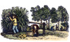 Farming: Harvest. /Npicking Corn At Harvest Time: Wood Engraving, American, Early 19Th Century. Poster Print by Granger Collection - Item # VARGRC0069945