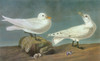 Audubon: Gull. /Nivory Gull (Pagophila Eburnea). Engraving After John James Audubon For His 'Birds Of America,' 1827-38. Poster Print by Granger Collection - Item # VARGRC0350500