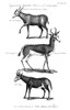 Antelopes. /Nelk Antelope, Springbok, And Hartebeest, Antelopes Of Southern Africa. Line Engraving, English, 1791. Poster Print by Granger Collection - Item # VARGRC0082382