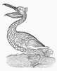 Pelican. /Nline Engraving, 19Th Century. Poster Print by Granger Collection - Item # VARGRC0100478