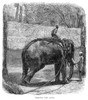 Sri Lanka: Elephant Capture. /N'Testing The Rope' Of A Newly Captured Elephant. Wood Engraving, English, 1864. Poster Print by Granger Collection - Item # VARGRC0267806