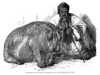 Hippopotamus: London Zoo. /Nthe Young Male Hippopotamus, Obayseh, Newly Arrived From Egypt, At The Zoo In Regent'S Park, London. Wood Engraving From An English Newspaper Of 1850. Poster Print by Granger Collection - Item # VARGRC0043540