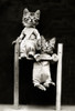 The Acrobats, 1914 Poster Print by Science Source - Item # VARSCIJB6414
