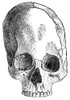 Peru: Aymara Skull. /Nartificially Deformed Skull Of An Aymara Native American From Peru. Poster Print by Granger Collection - Item # VARGRC0079549