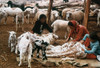 Navajo Family: Shearing. /Nnavajo Native American Family Shearing Sheep At Monument Valley. Poster Print by Granger Collection - Item # VARGRC0023115
