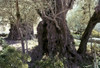 Holy Land: Jerusalem. /Nchristian Jerusalem. Garden Of Gethsemane, Ancient Olive Trees. Poster Print by Granger Collection - Item # VARGRC0024172