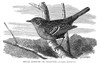 Hedge Sparrow. /Naccentor Modularius. Wood Engraving, 19Th Century. Poster Print by Granger Collection - Item # VARGRC0067902