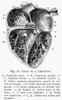 Human Heart. /Ncross Section Of Heart. French Wood Engraving, Late 19Th Century. Poster Print by Granger Collection - Item # VARGRC0061165