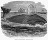 Greenland Whale. /Nthe Greenland Whale. Line Engraving, 19Th Century. Poster Print by Granger Collection - Item # VARGRC0018342