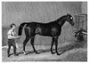 Touchstone (B.1831). /Nenglish Racehorse. Steel Engraving, English, 1835, After A Painting By John Frederick Herring. Poster Print by Granger Collection - Item # VARGRC0035114