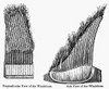 Whalebone Cross Section. /Nperpendicular And Side Views Of Whalebone With Baleen At Top. Wood Engraving, American, 19Th Century. Poster Print by Granger Collection - Item # VARGRC0018206
