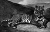 Tiger. /Nbengal Tiger. Line Engraving, 19Th Century. Poster Print by Granger Collection - Item # VARGRC0056416