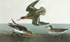 Audubon: Phalarope. /Nred-Necked, Or Northern, Phalarope (Phalaropus Lobatus). Engraving After John James Audubon For His 'Birds Of America,' 1827-38. Poster Print by Granger Collection - Item # VARGRC0326800