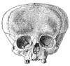 Peru: Aymara Skull. /Nartificially Deformed Skull Of An Aymara Native American From Peru. Poster Print by Granger Collection - Item # VARGRC0079551