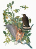 Audubon: Hawk. /Nbroad-Winged Hawk (Buteo Platypterus). Engraving After John James Audubon For His 'Birds Of America,' 1827-38. Poster Print by Granger Collection - Item # VARGRC0325702